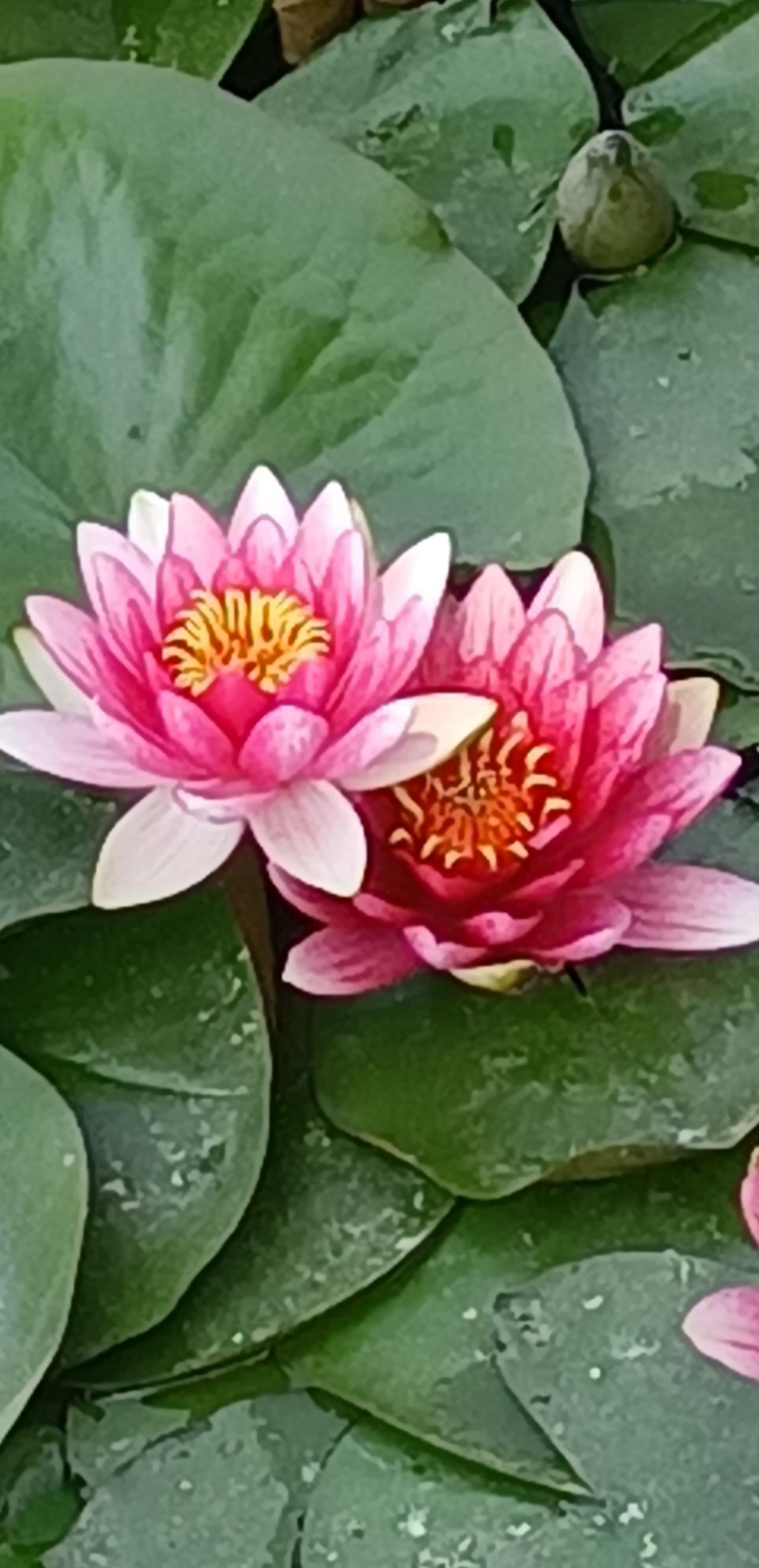 【夏之韵·夏日倾情：紫红色的睡莲】夏日爱好打卡
红莲开遍碧荷池，
别有风情别具姿