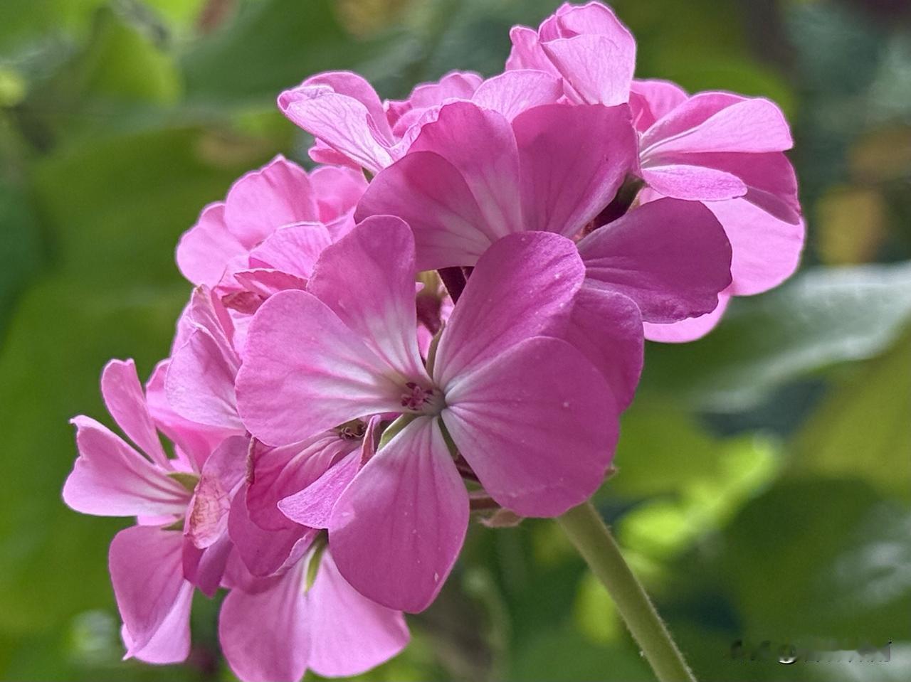 我今天拍的棋盘花,花形优美,色彩艳丽.有花有蕾.太漂亮了.美不胜收.令人赏心悦目