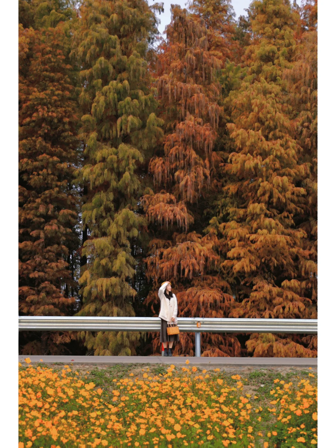 救命‼️太美了吧🍂 落羽杉配花海🚇地铁可达