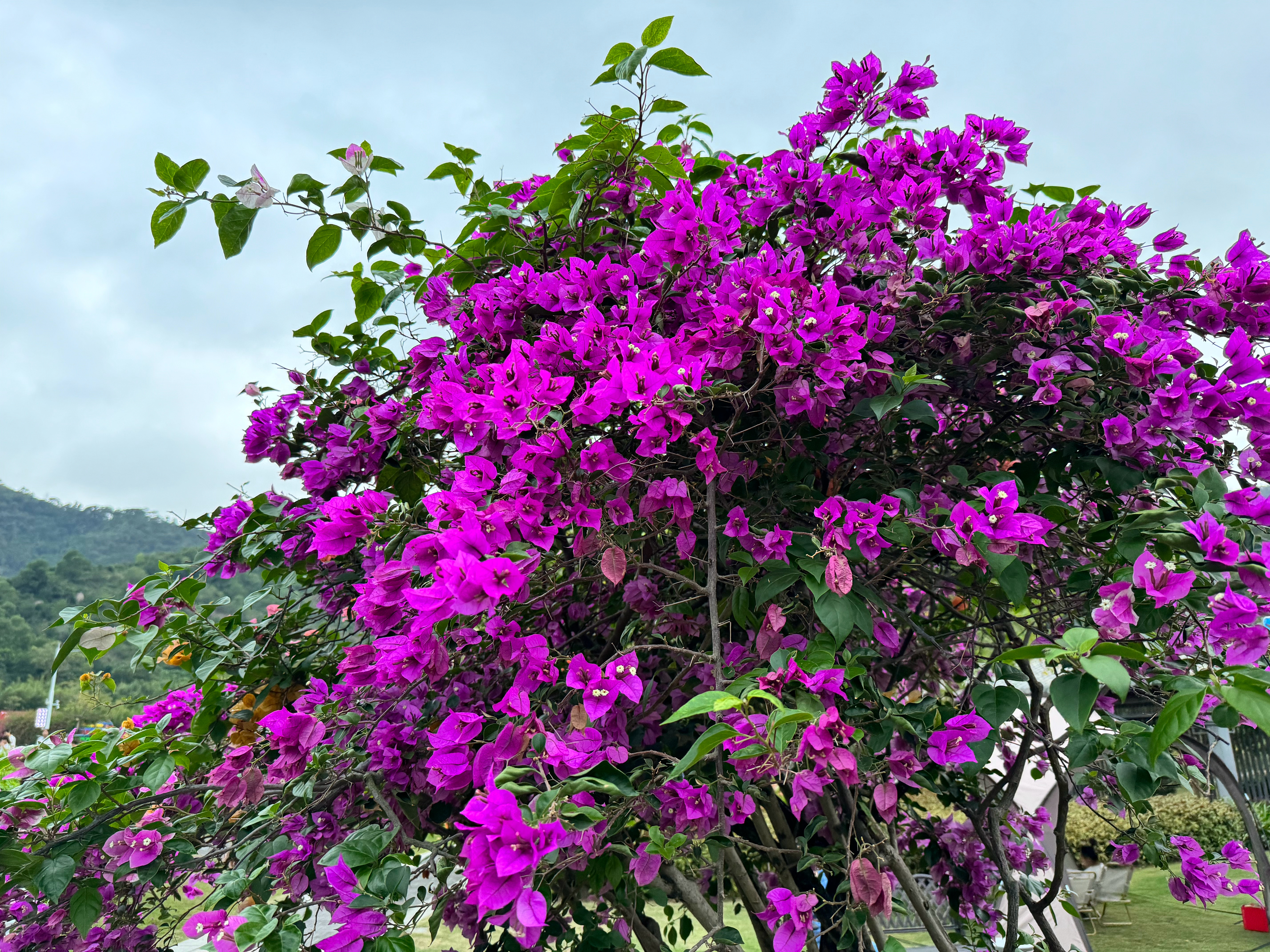 周末出来赏花了。iPhone15Pro Max相机📷先欣赏。 ​​​