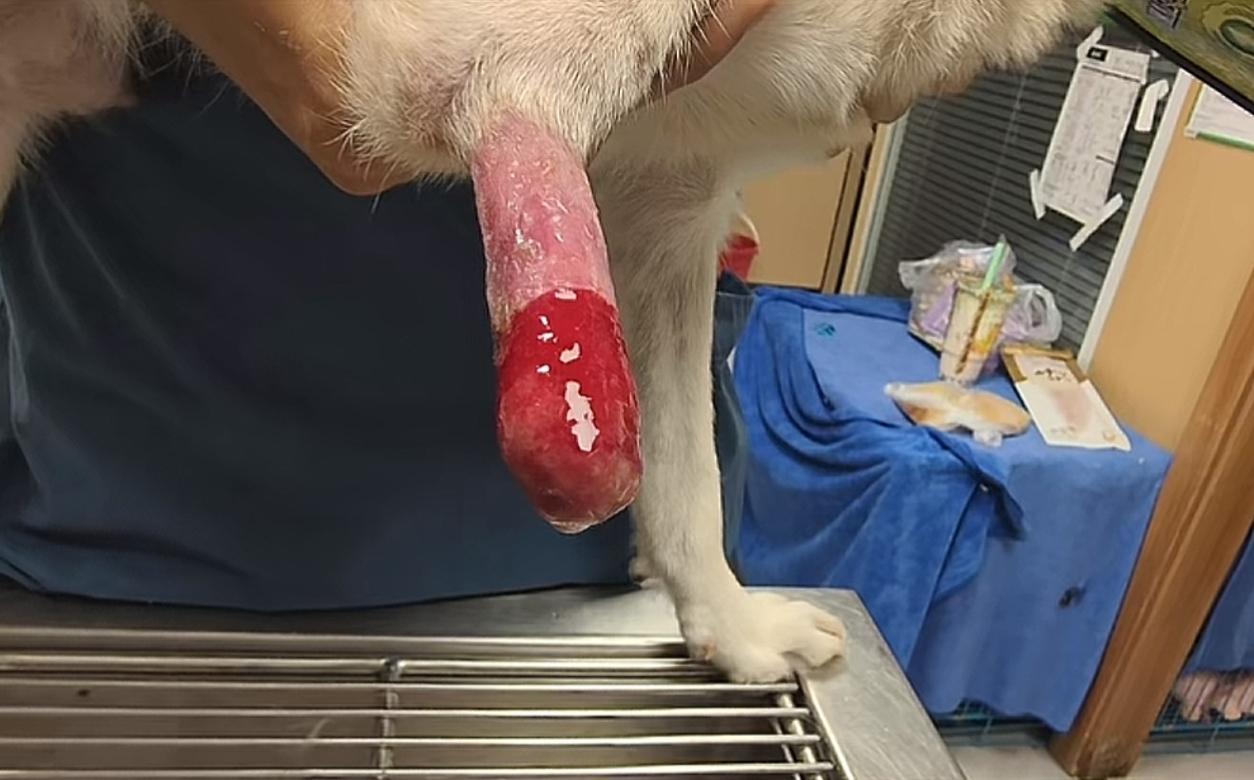 原来是脚啊[捂脸]我还以为狗口红呢