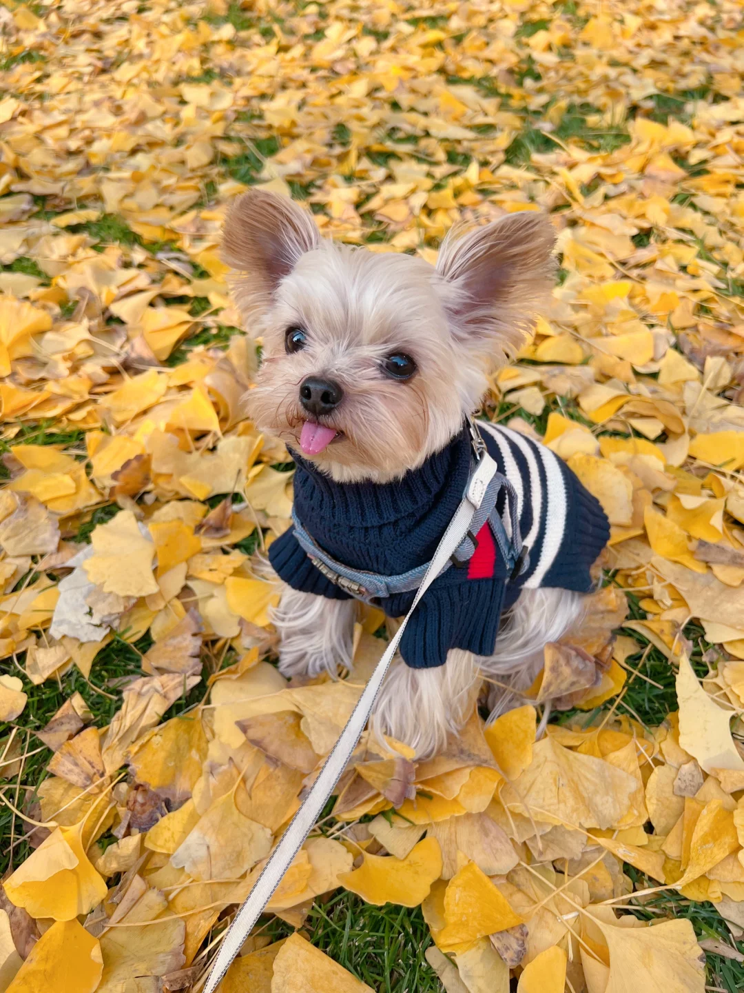 🐾｜狗狗我呀也拍到了初冬的人生照片📷🍂🐶