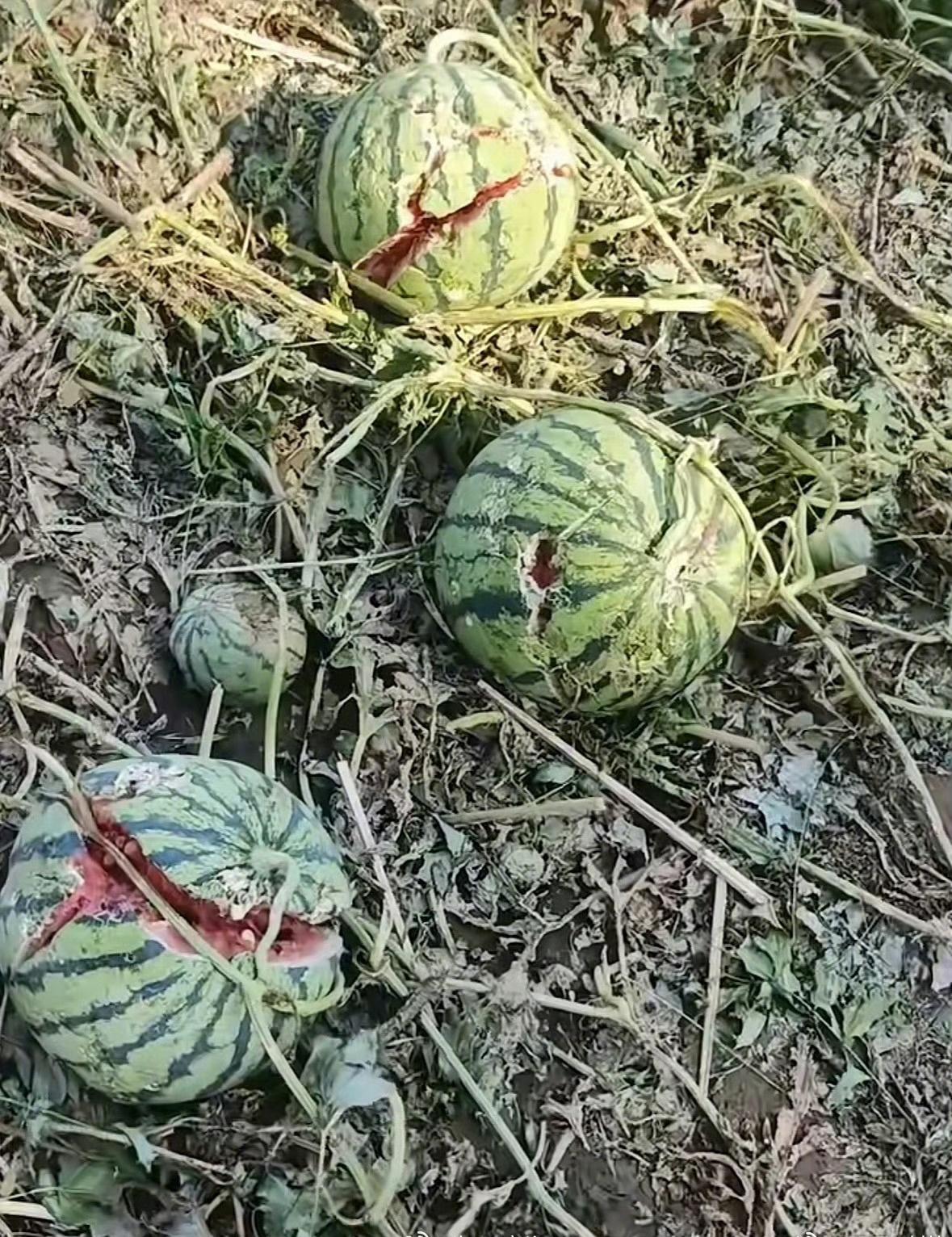 【河北多地突降冰雹，瓜农20万西瓜被冰雹砸烂只能喂鸡，当地称正核实受灾情况】当地