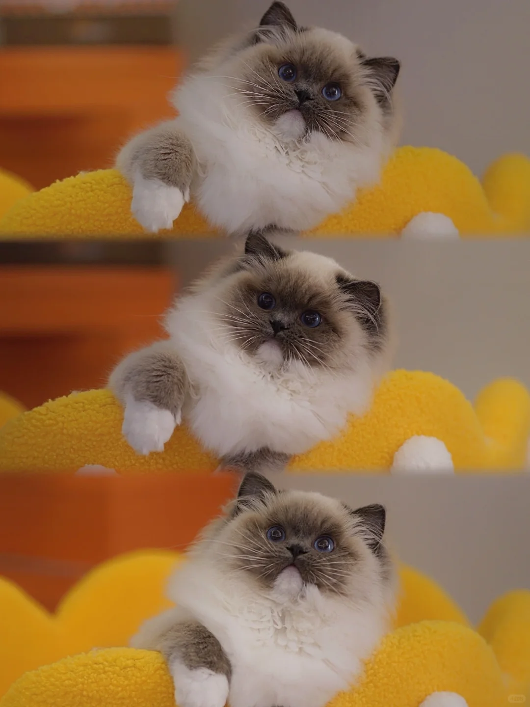 KERR布偶猫｜这个小灰脸这也太迷人了😍