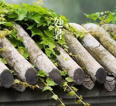 上午处暑凉飕飕，下午处暑热死牛
愿这个秋天，你我都能收一份清爽，得一岁安康。走过