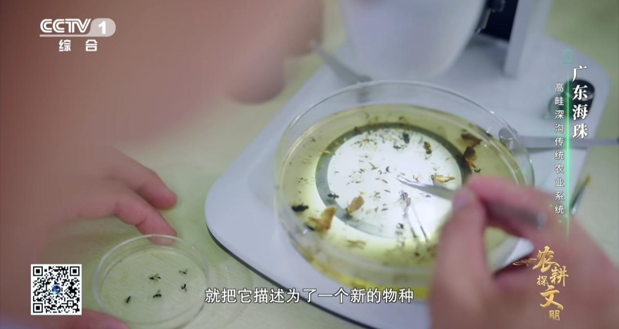 广东正成为生物多样性发现的“热点地区”，从城市湿地到深山溪流，不断涌现的生命奇迹