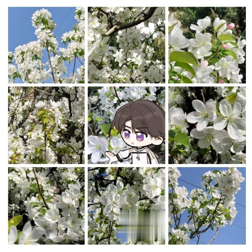 请从海棠花中找到一只夏以昼。