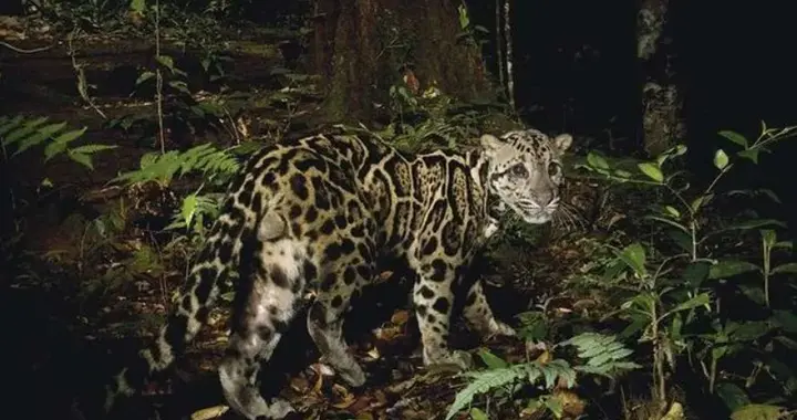 在世间就快绝迹的“灵物”下山，缅甸村民却认不得，还举起了猎枪