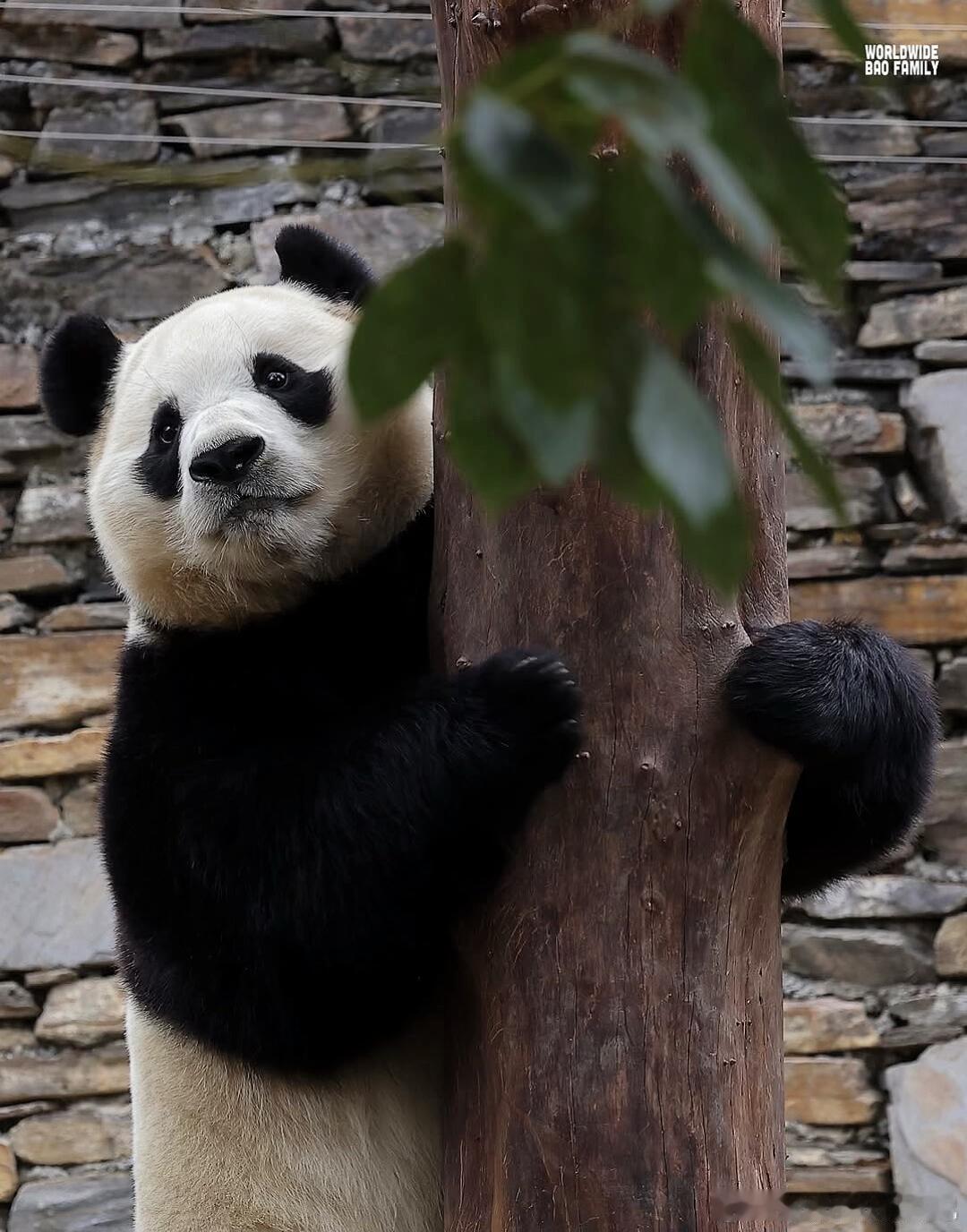 福宝抱着大树绷脚尖 