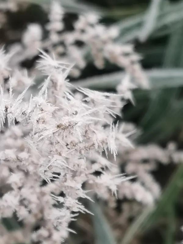 “且把风霜磨作墨，应将岁月熬成汁”，这诗句太有韵味了。生活里，谁没经历过风霜呢？