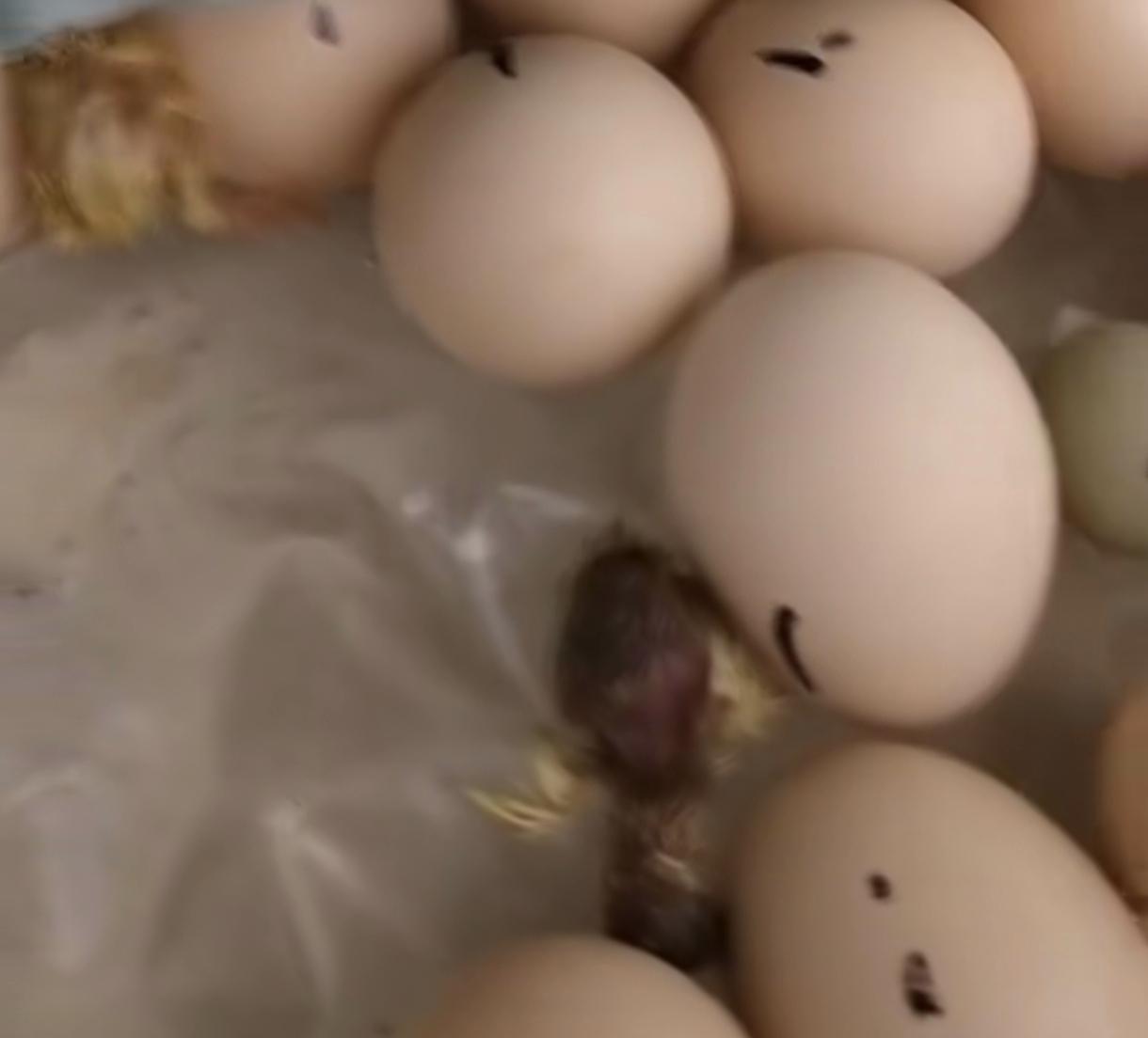 鸡都浮出来了，今早吃的鸡蛋有卵泡真是办想吃了，能孵出来了