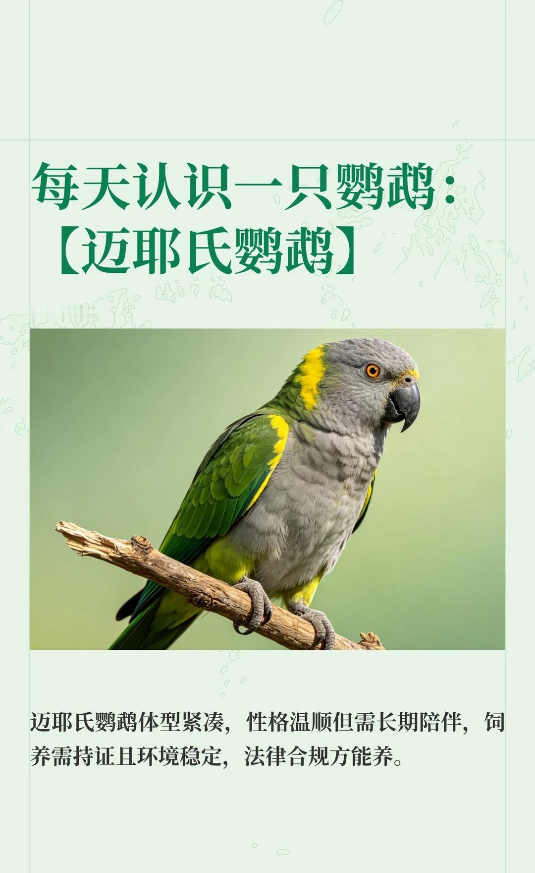 每天认识一只鹦鹉：【迈耶氏鹦鹉】
迈耶氏鹦鹉，学名Poicephalus mey