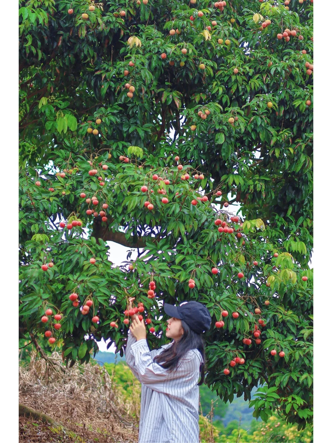 广州｜夏日仪式感☀️去山里吃荔枝啦🍒巨甜