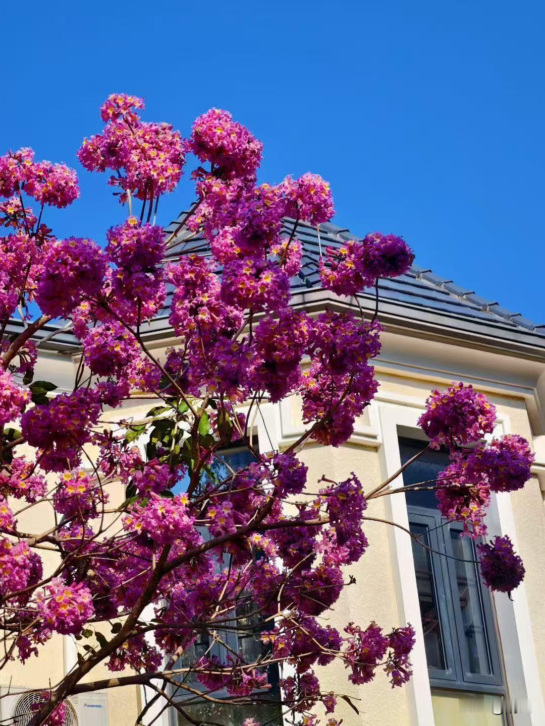 午后出门，一抬眼就撞进了这片浓烈的紫，瞬间被惊艳得挪不开脚。
 
这株大叶紫薇树