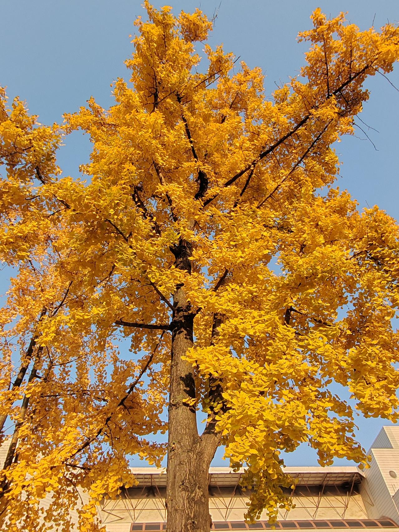 冬意渐浓，金黄的银杏树叶在蓝天的映衬下格外耀眼。阳光穿过枝叶，筛下满地跳跃的光斑