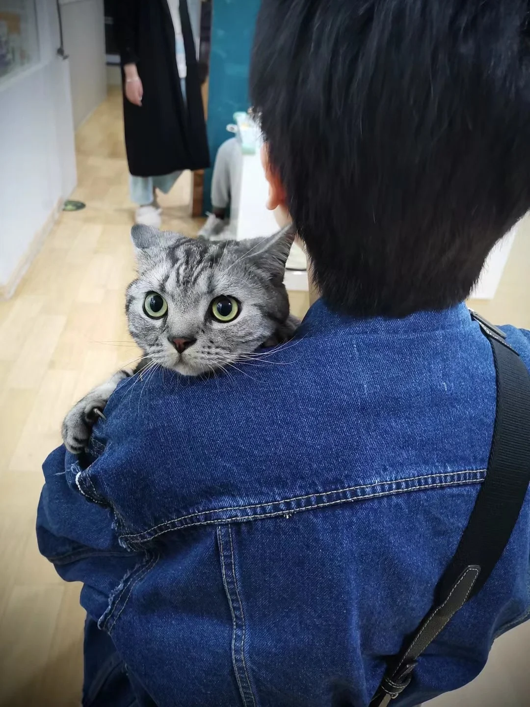 猫跟猫的差别怎么那么大