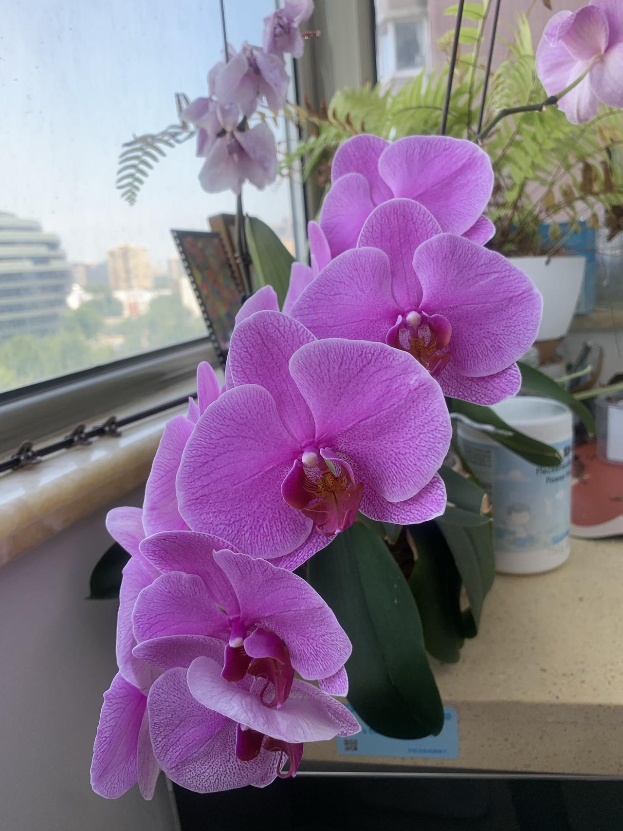 再晒我的蝴蝶兰
北京家里这棵蝴蝶兰，一个多月前（6月7号）晒过一次。这盆花共三株