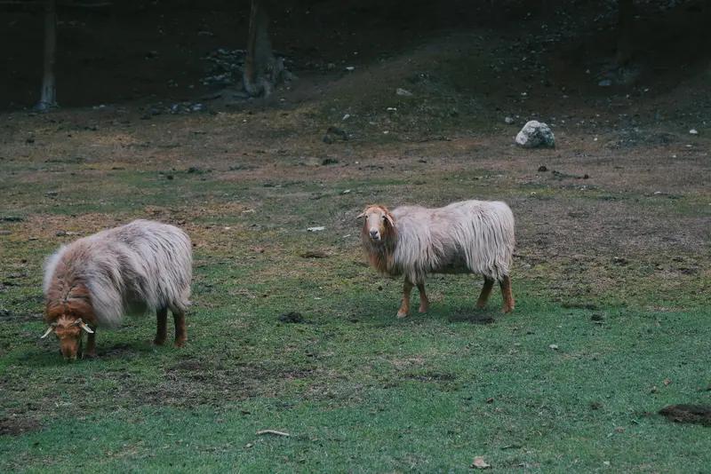有在雨天里放牧牛羊的吗? 还真有在雨天放牧牛羊的。在内蒙古自治区阿鲁科尔沁旗，牧