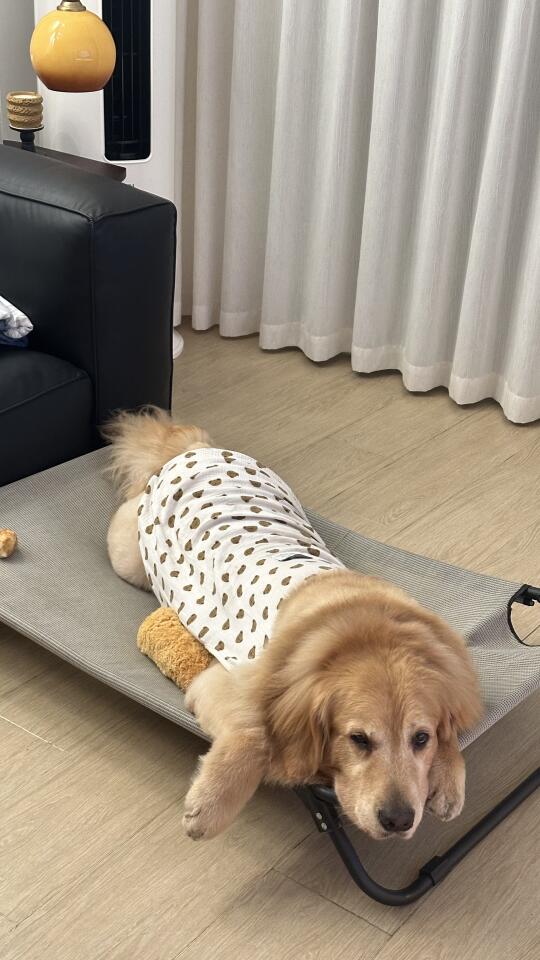 本小狗累啦 全世界晚安💤