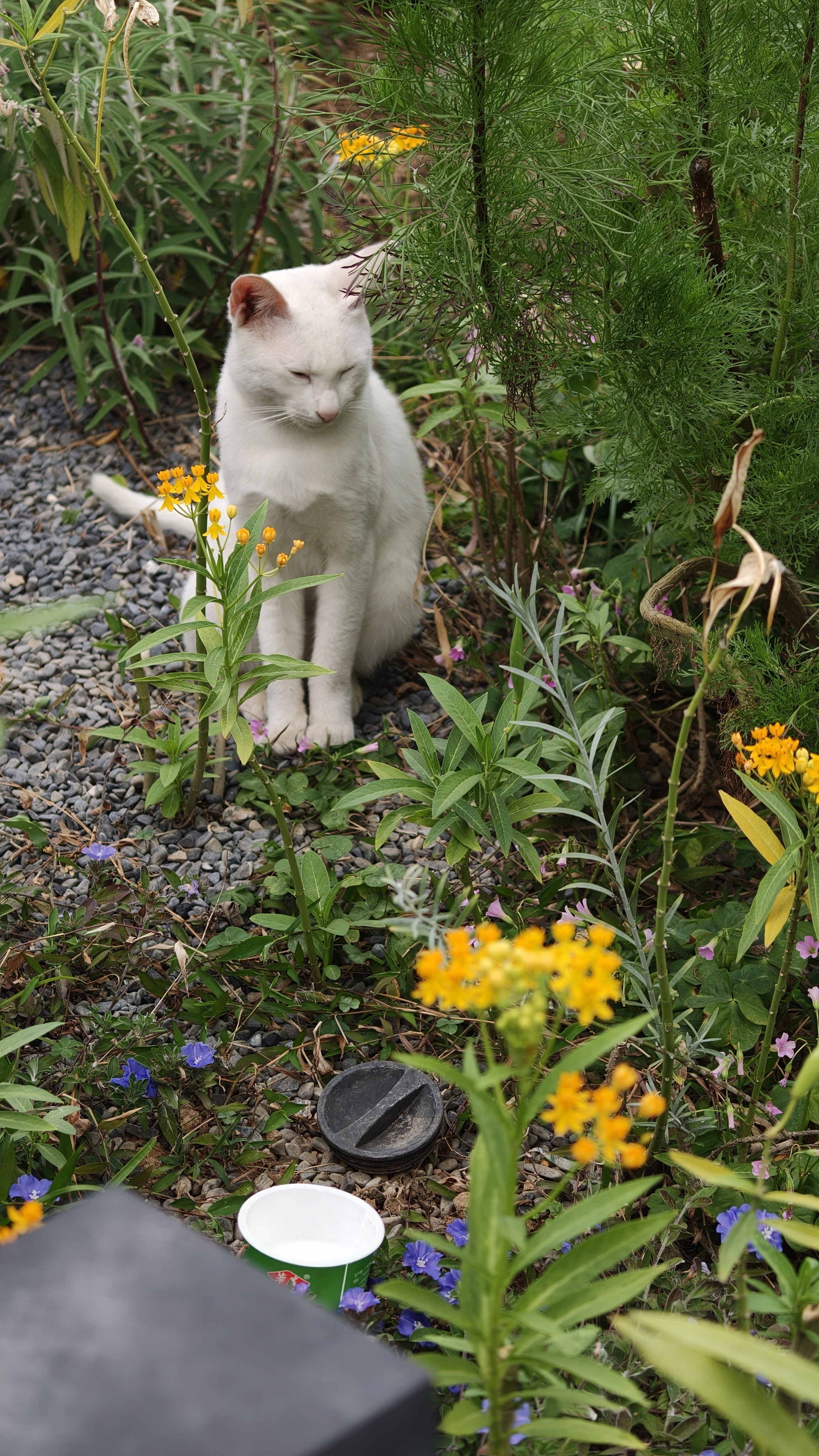 接财神去顺便去华农看花，也是不错的选择 广州·华南农业大学