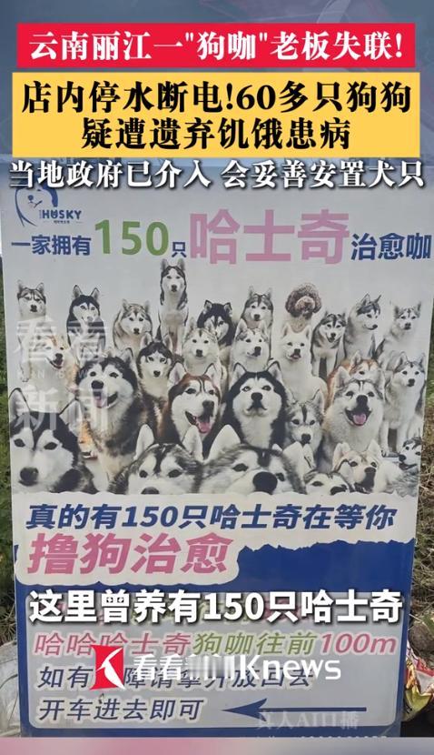 看着都让人心疼！云南丽江，一家曾经门庭若市的网红“狗咖”关门大吉，老板拍拍屁股走