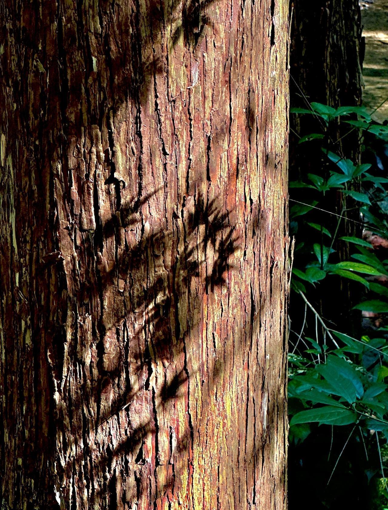 杭州亲子情侣友好大自然的秘密角落
📍杭州 九溪
0元玩转这座城
九溪 深呼吸吸