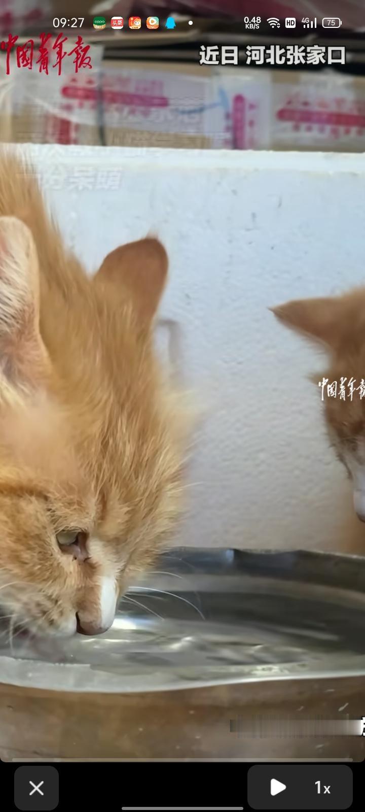 5月27日，张家口市怀来县。网友发视频称，猫妈妈耐心示范，两次教小猫学习喝水，十