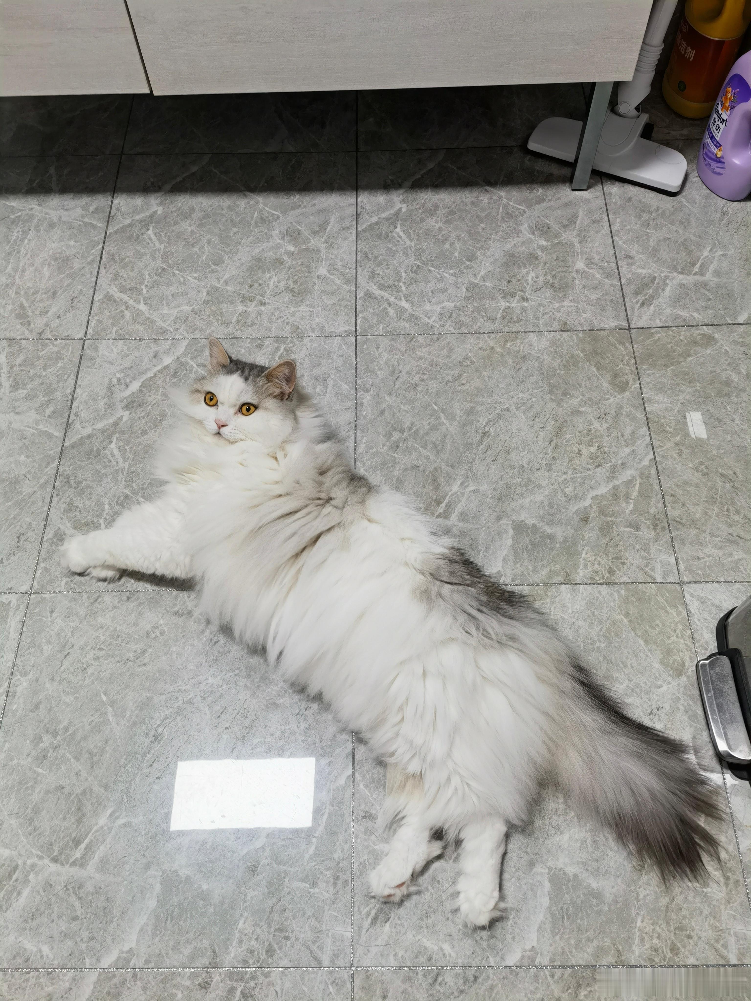 这猫怎么这么长 