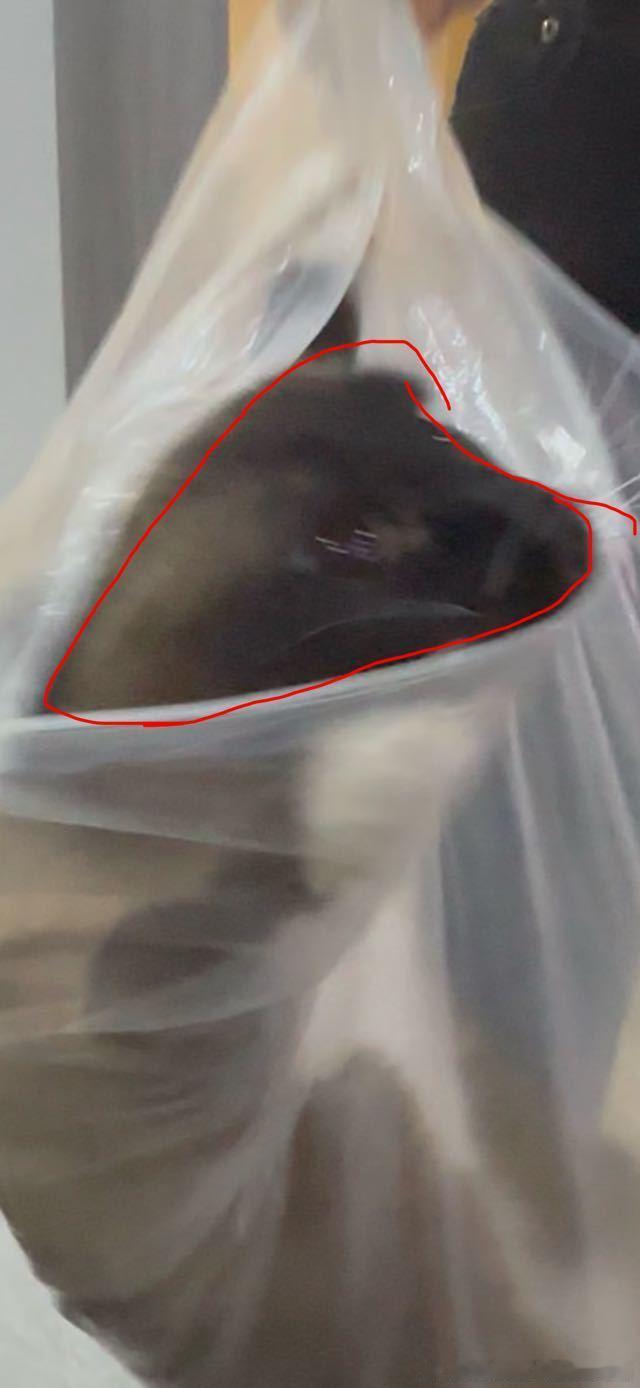 49319【丑猫】塑料袋神秘黑头泥鳅 