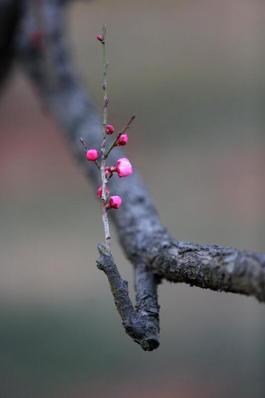 上联：瑞雪含情，唤醒早梅千百朵；
下联：寒霜不语，摧折秋菊两三枝。