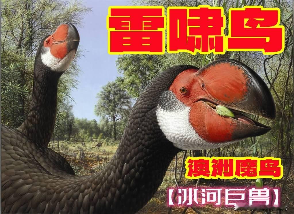 【冰河巨兽】澳大利亚超级巨鸟 —— 雷啸鸟
  史前澳洲大陆，曾栖息着一类体型惊