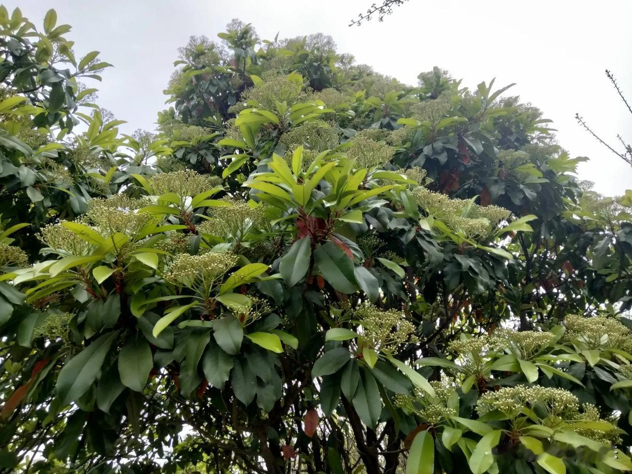 这个树叫啥树？平时走过它身边，没感觉到它好看，现在看来，这层次感还挺强的。