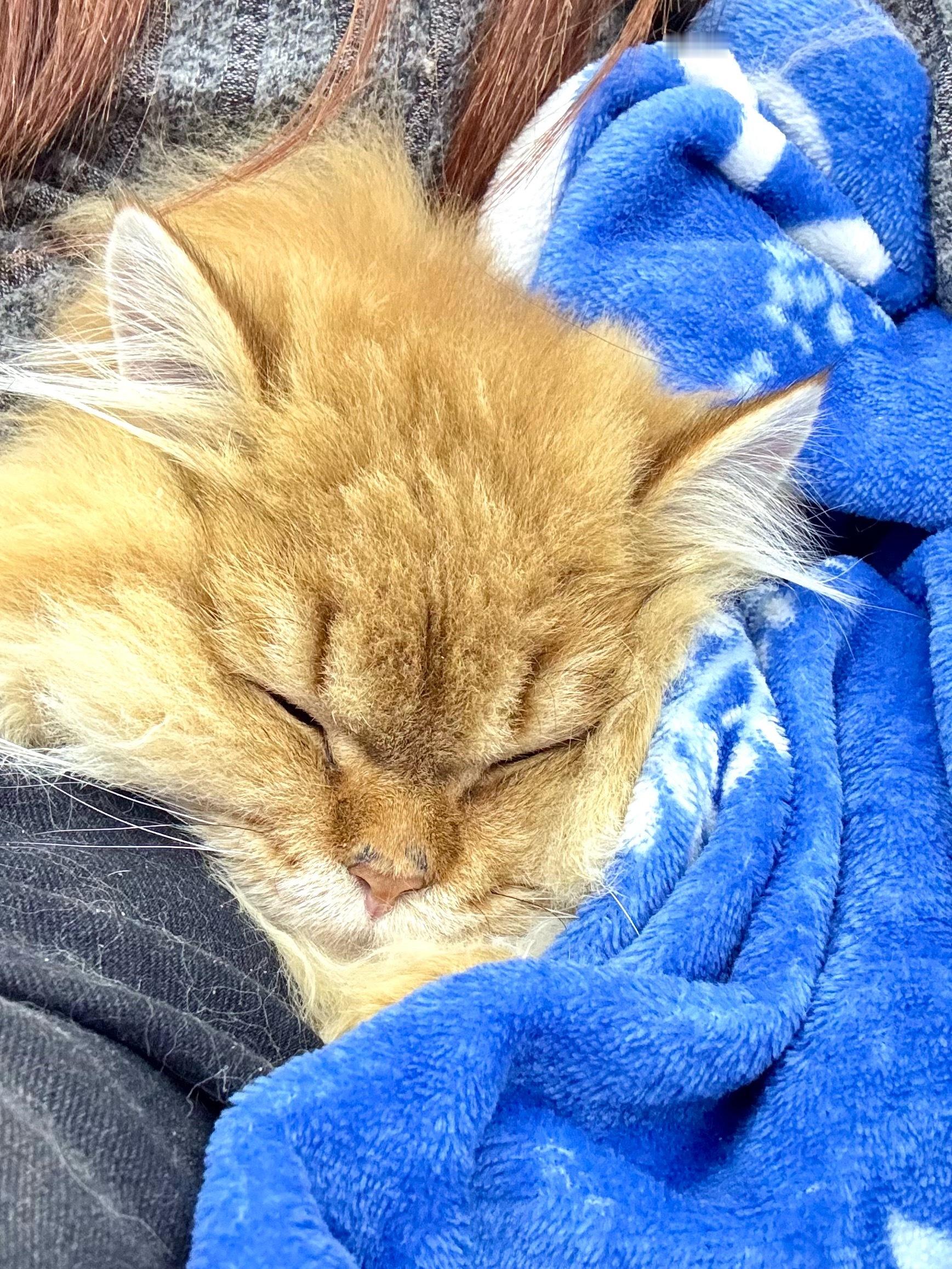 好手段，屁颠屁颠从地上跑过来窝在了我怀里，还顺带盖上了毯子，然后呼呼大睡了 