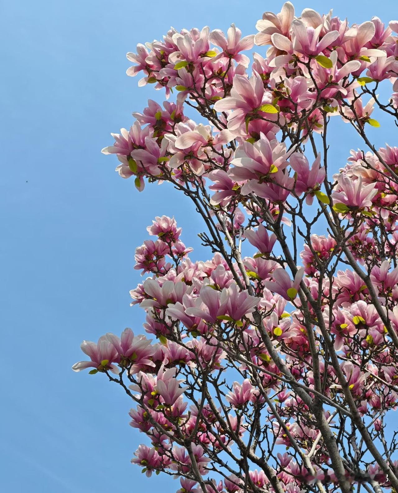 玉兰花

破寒先绽报春时，
素影亭亭映碧墀。
玉瓣凝脂含晓露，
冰姿绰约舞风枝。