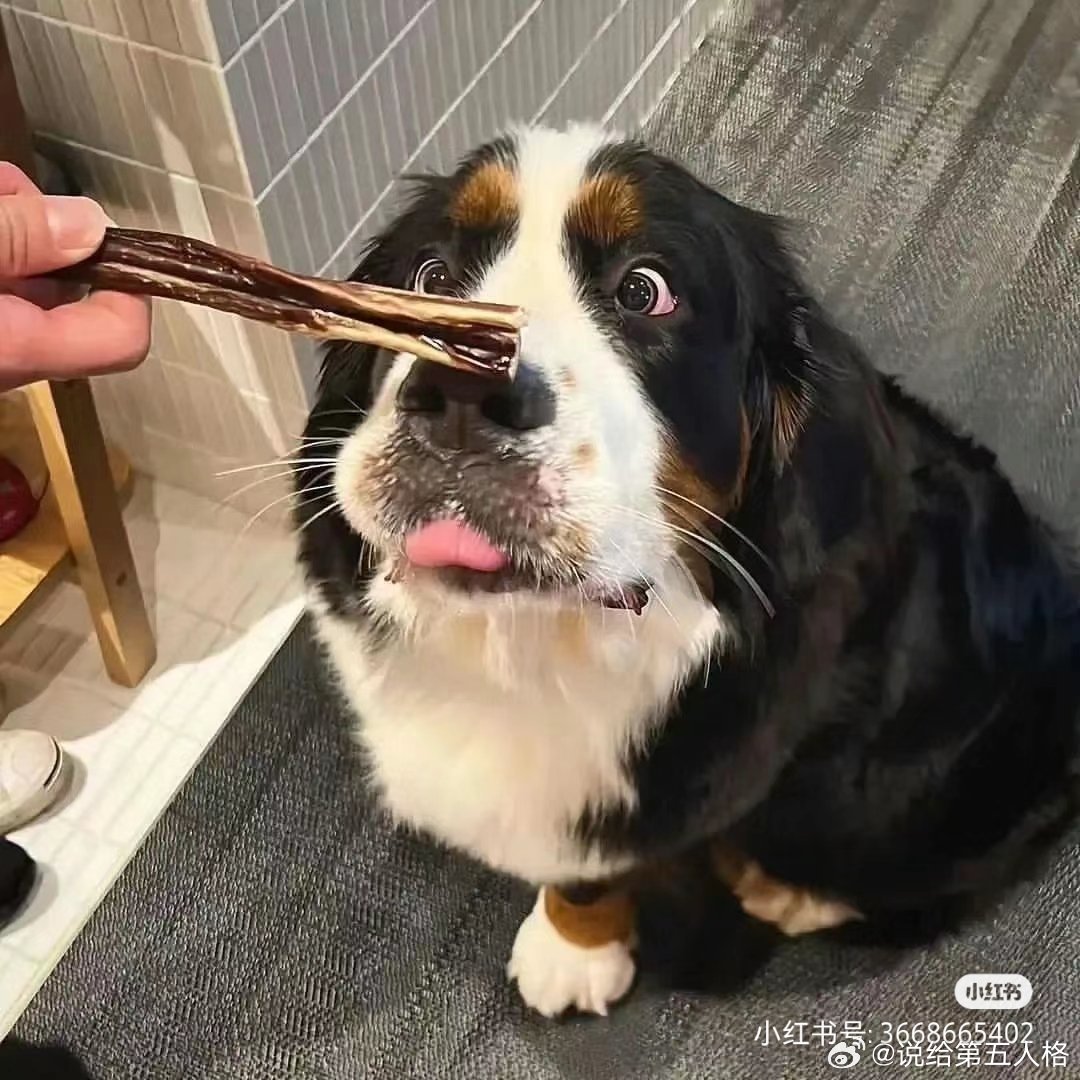 第五人格[超话] 这个是给铁粉嘟!抽个五十自选！   