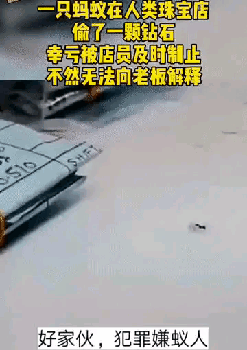 哎呀我去，蚂蚁也知道这玩意值钱？[思考]
