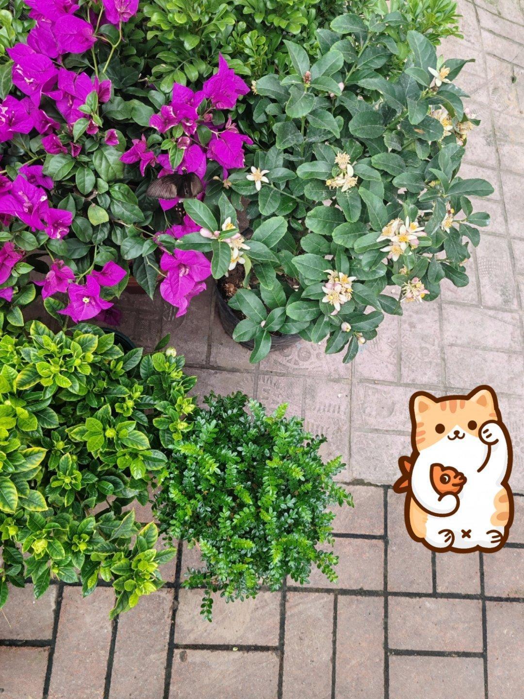 《花儿与少年》第八季的南美之行，可以说是近期综艺圈最受瞩目的“大动作”了。这不仅