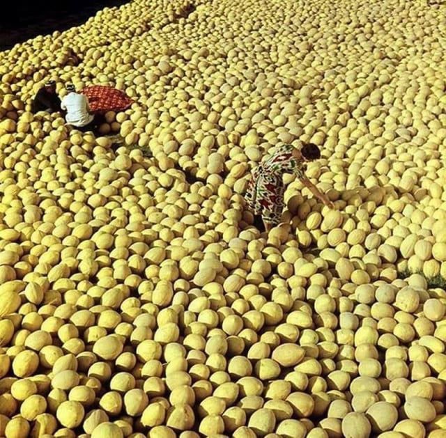 甜瓜收获的季节，乌兹别克苏维埃社会主义共和国，1960年代 