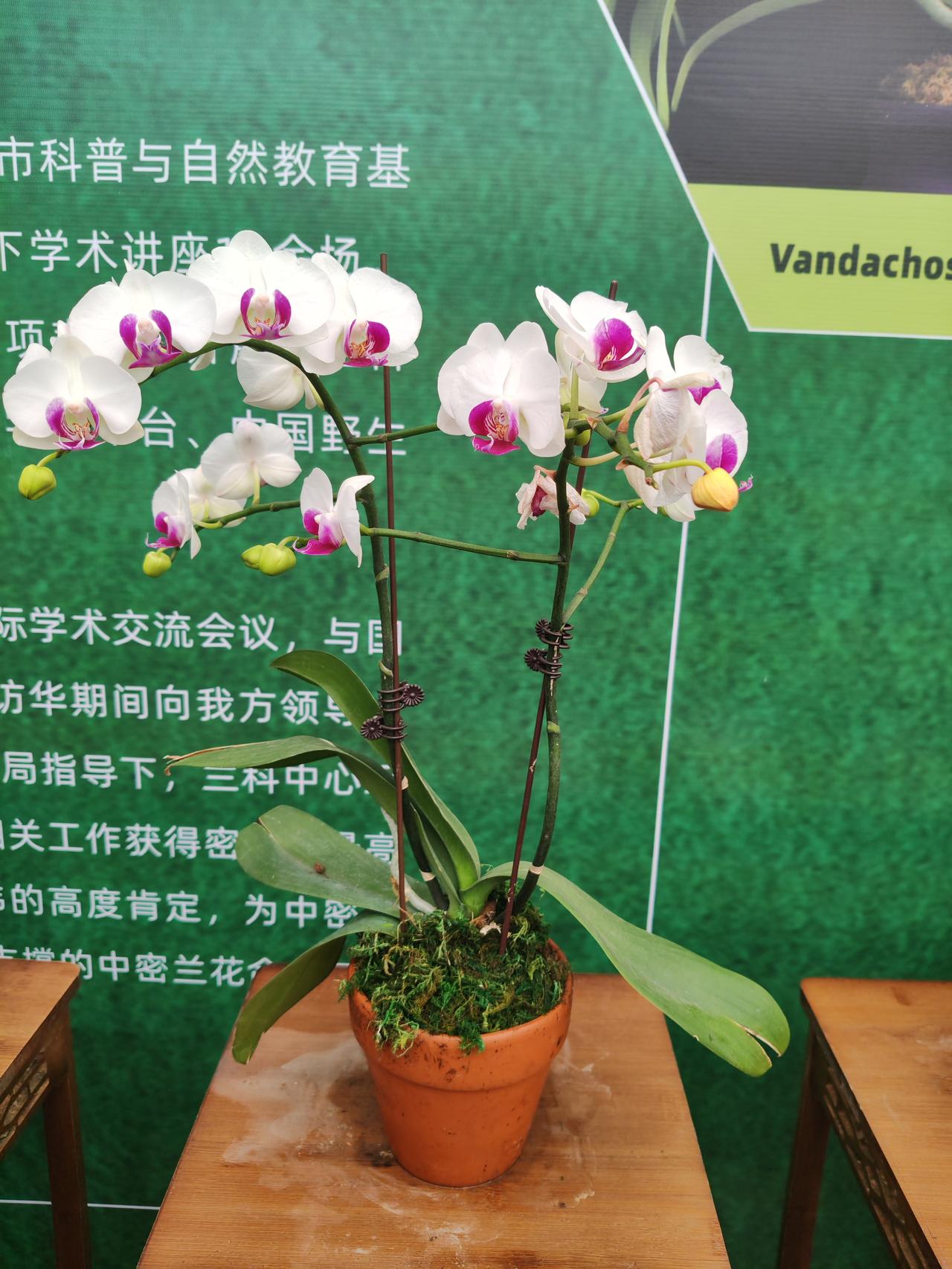 培训十天，1万多元，这就是暑假羽毛球集训班的价格，城里的家长依然踊跃报名。但是农