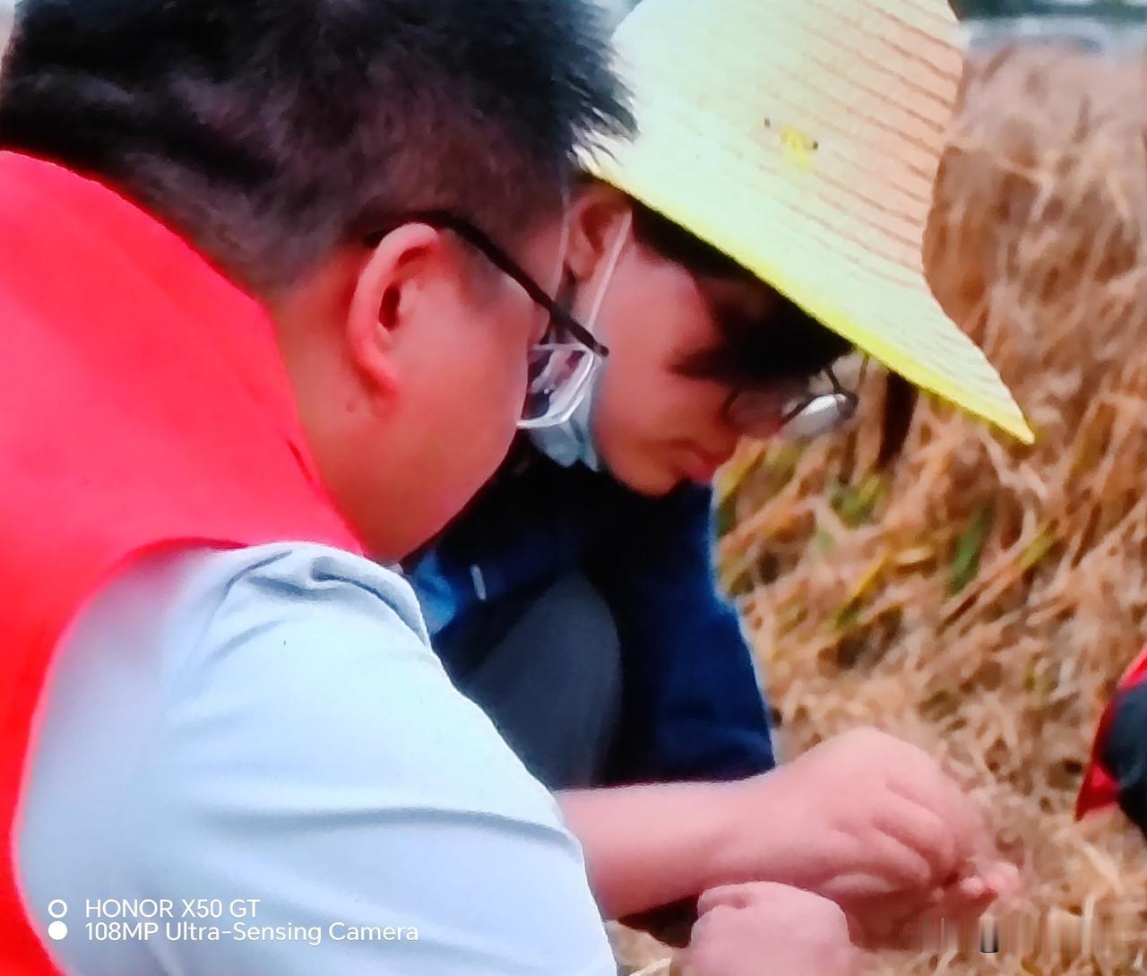中原地区夏粮已经开始收割了。
我们这个地方夏粮收割的做法，对其他地区也有借鉴意义