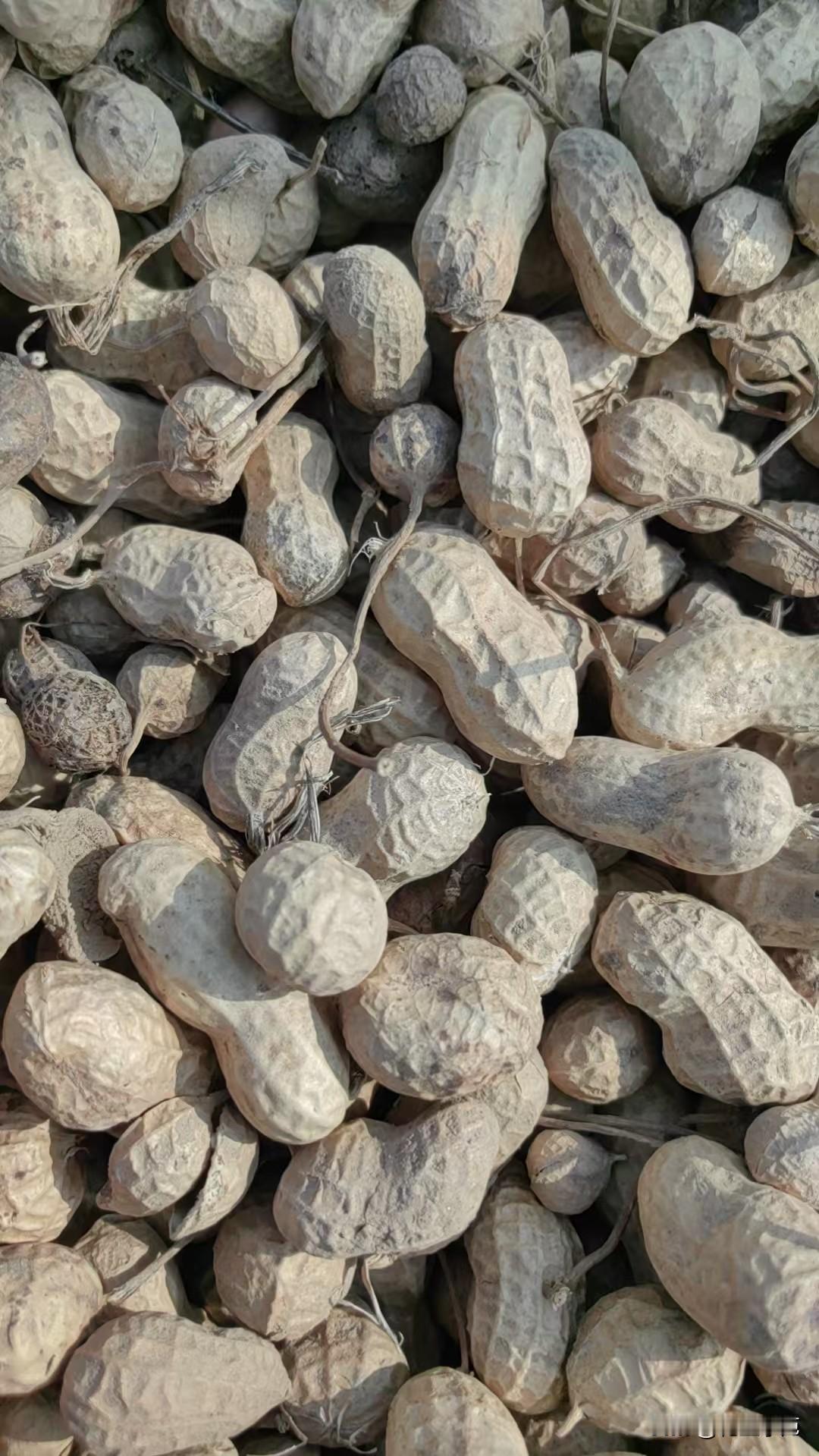 麦茬白沙通货米收3.8左右，偏次货源3.5-3.7，7筛精米4.15-4.2左右