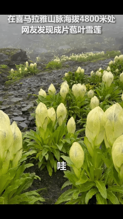 美爆了！海拔4800米！喜马拉雅山脉，有网友发现了成片的苞叶雪莲！上万株苞叶雪莲