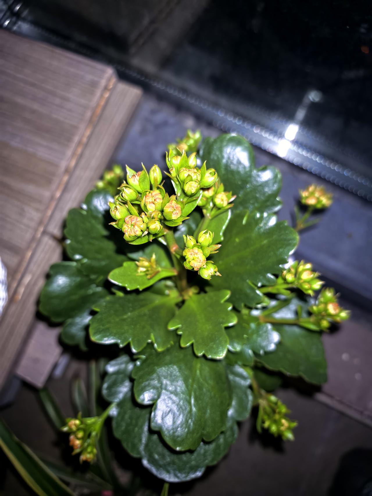 我剪下来的长寿花枝条开始生根了！
我并没有对它进行什么处理，
甚至没有把它扦插在