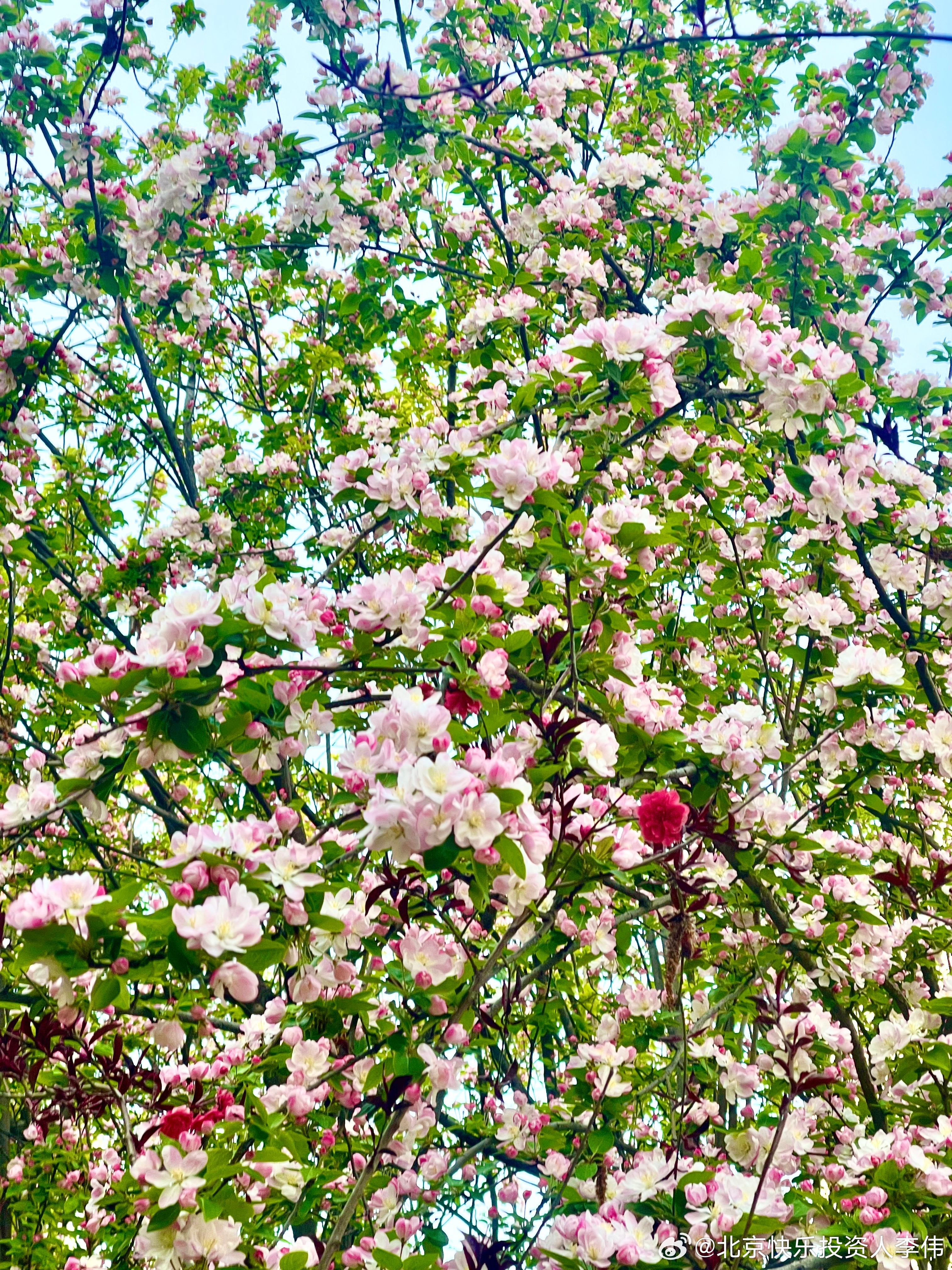 人间四月天，北京大街小巷的海棠花和玉兰花！北京生活你好四月四月 网页链接