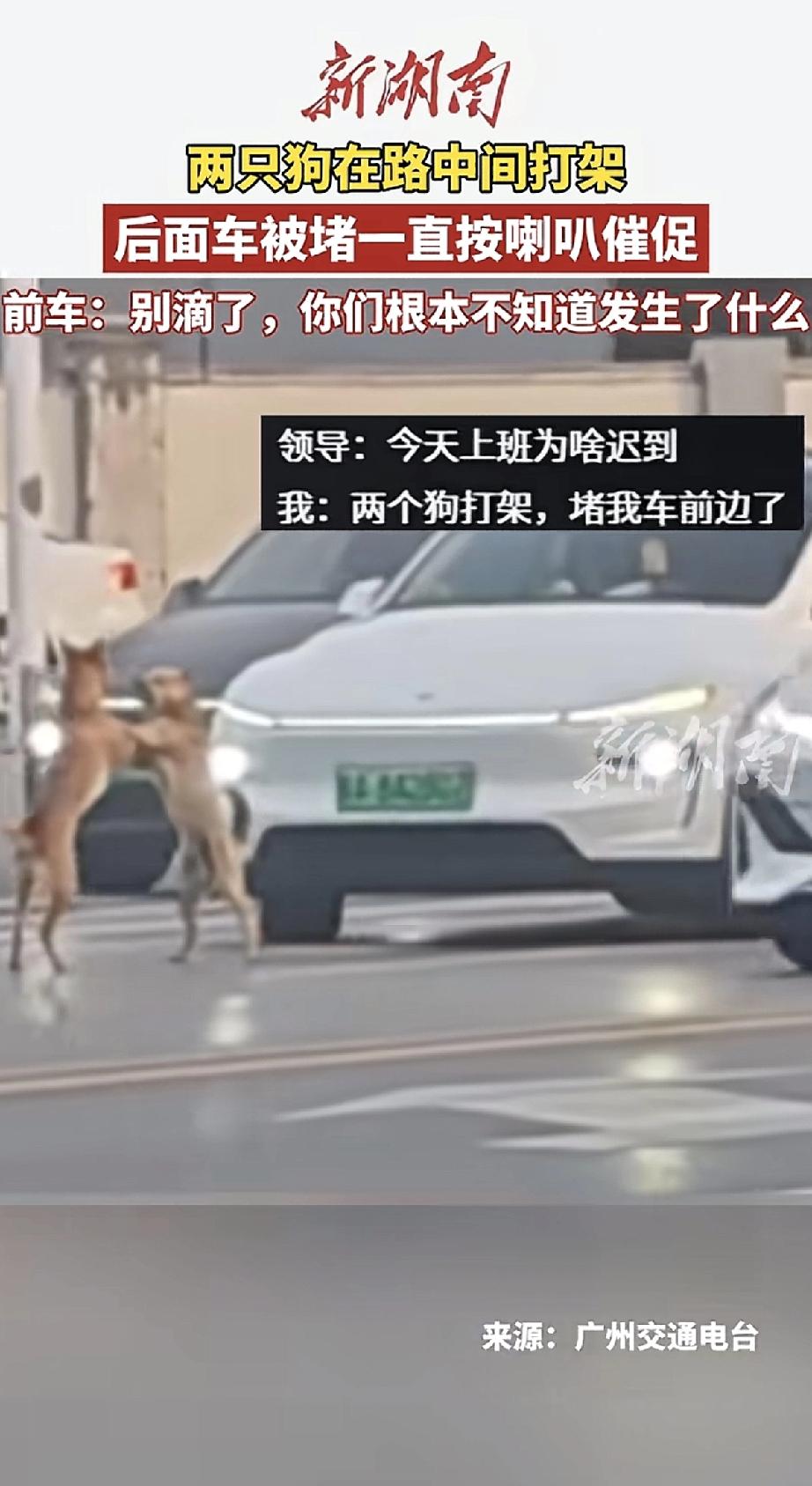 早高峰，路上车流排成了长队。后车司机急得直按喇叭，前面的车却纹丝不动。

后车司