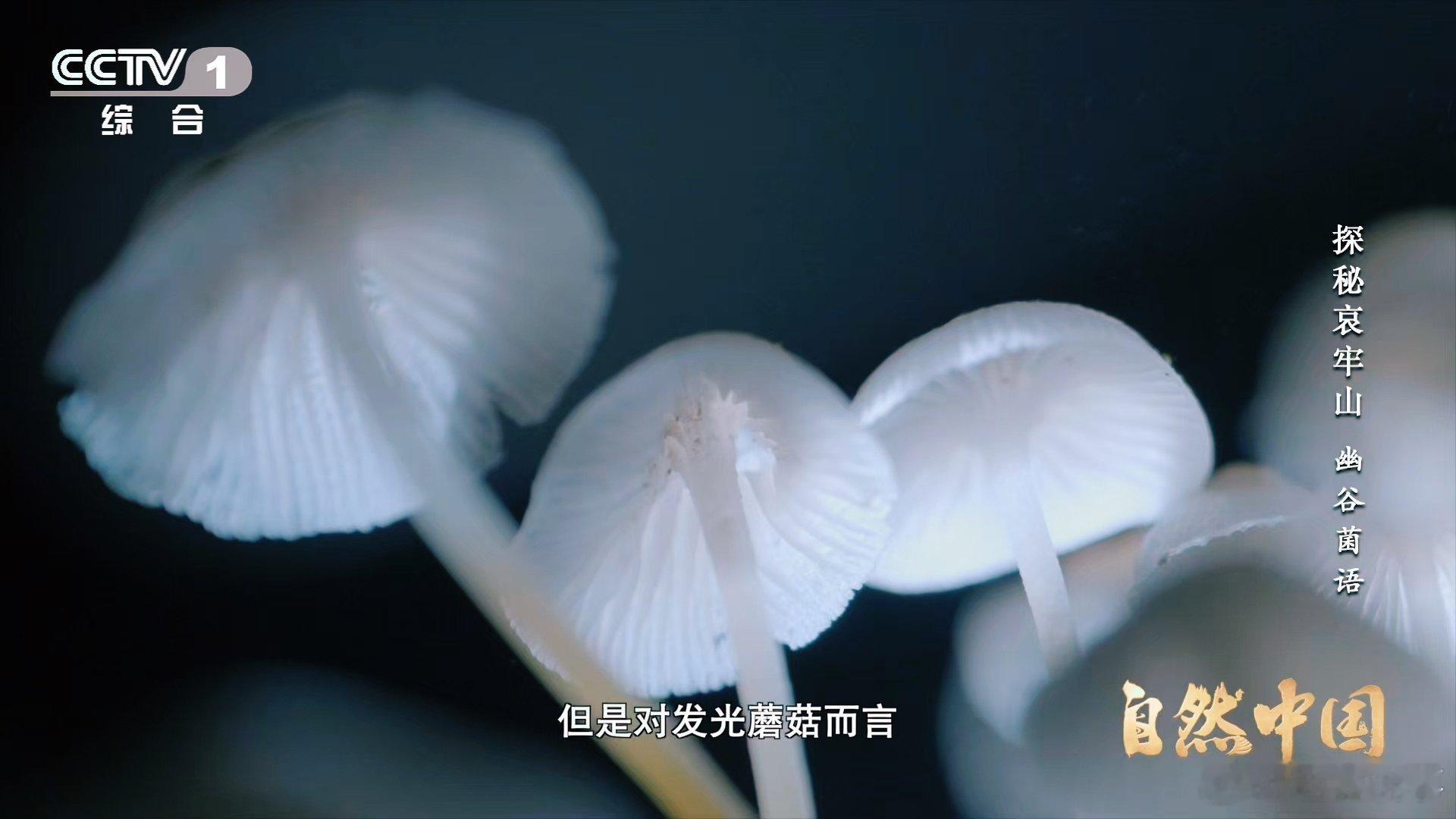 山里有天然小夜灯   不用电的天然小夜灯，就在云南哀牢山！会发光的蘑菇在夜里静静