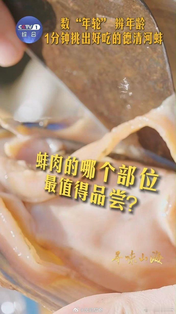 河蚌怎么溜达原来河蚌也有年轮谁能想到河蚌不仅有年轮能看岁数，还能靠斧足慢慢溜达呢