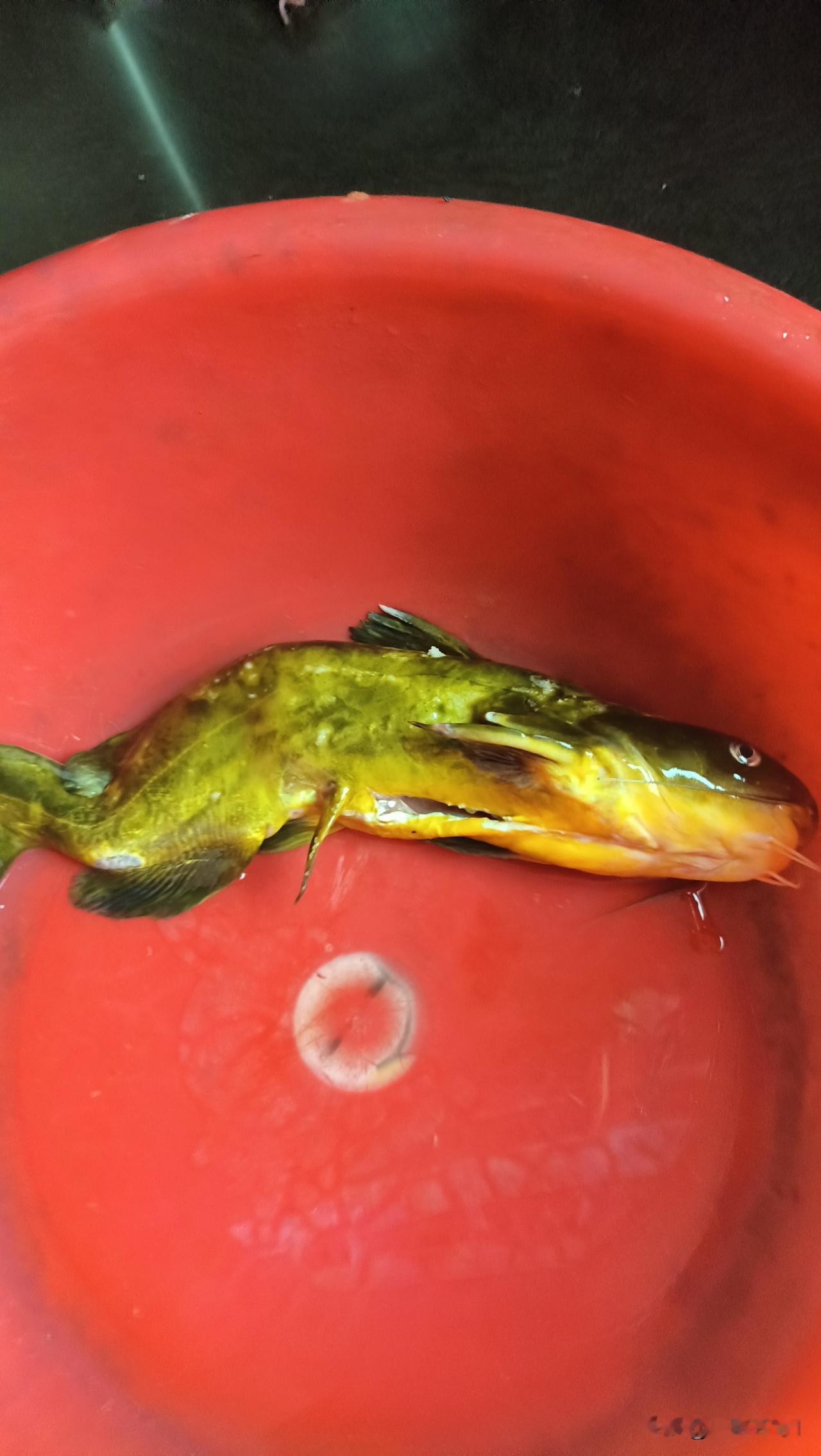 有的人就这样，很讨厌嫌，这没情商，平时嫌不买菜，晚上8点回来没有下酒菜，但连买几