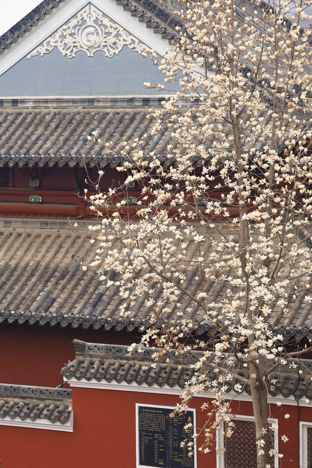 赏花王炸回归❗️长春观玉兰惊艳盛放❗️