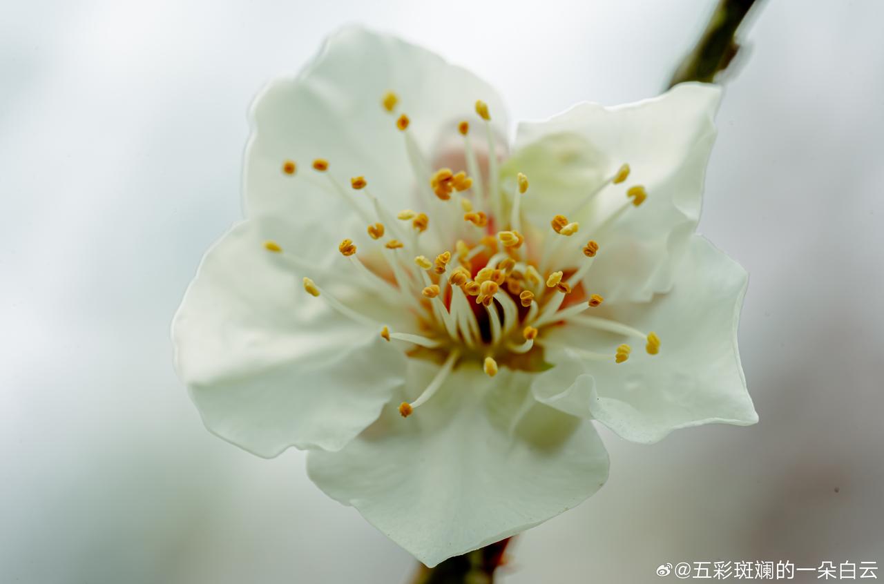 日子不必太喧嚣，内心安稳，便是人间好时节。随手拍[超话]治愈不开心发现生活中的小